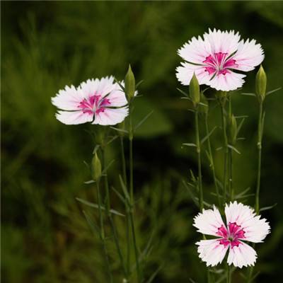 春节期间预制菜迎来成长转折点